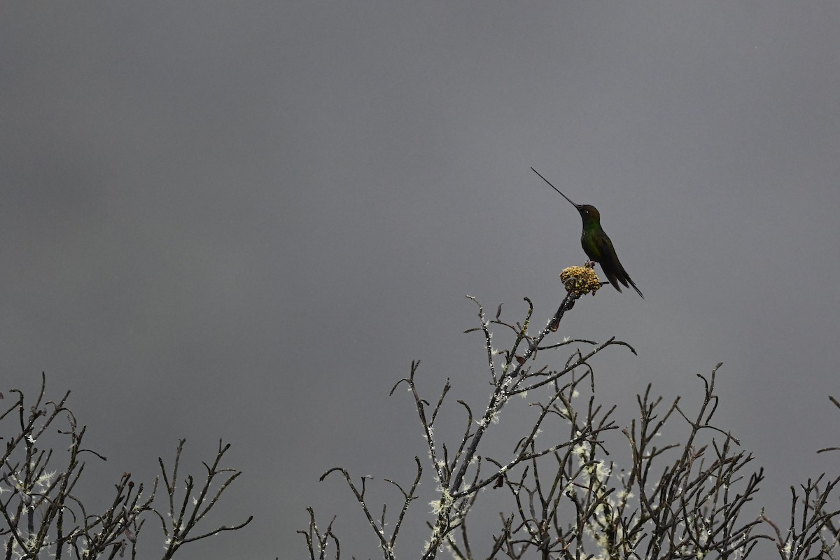 sverdkolibri - ML646839272