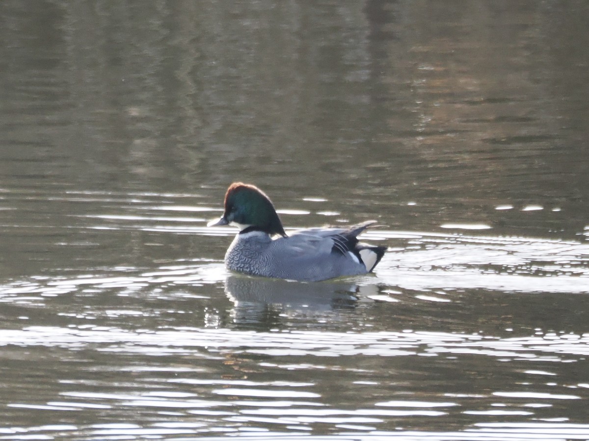 Falcated Duck - ML646839274