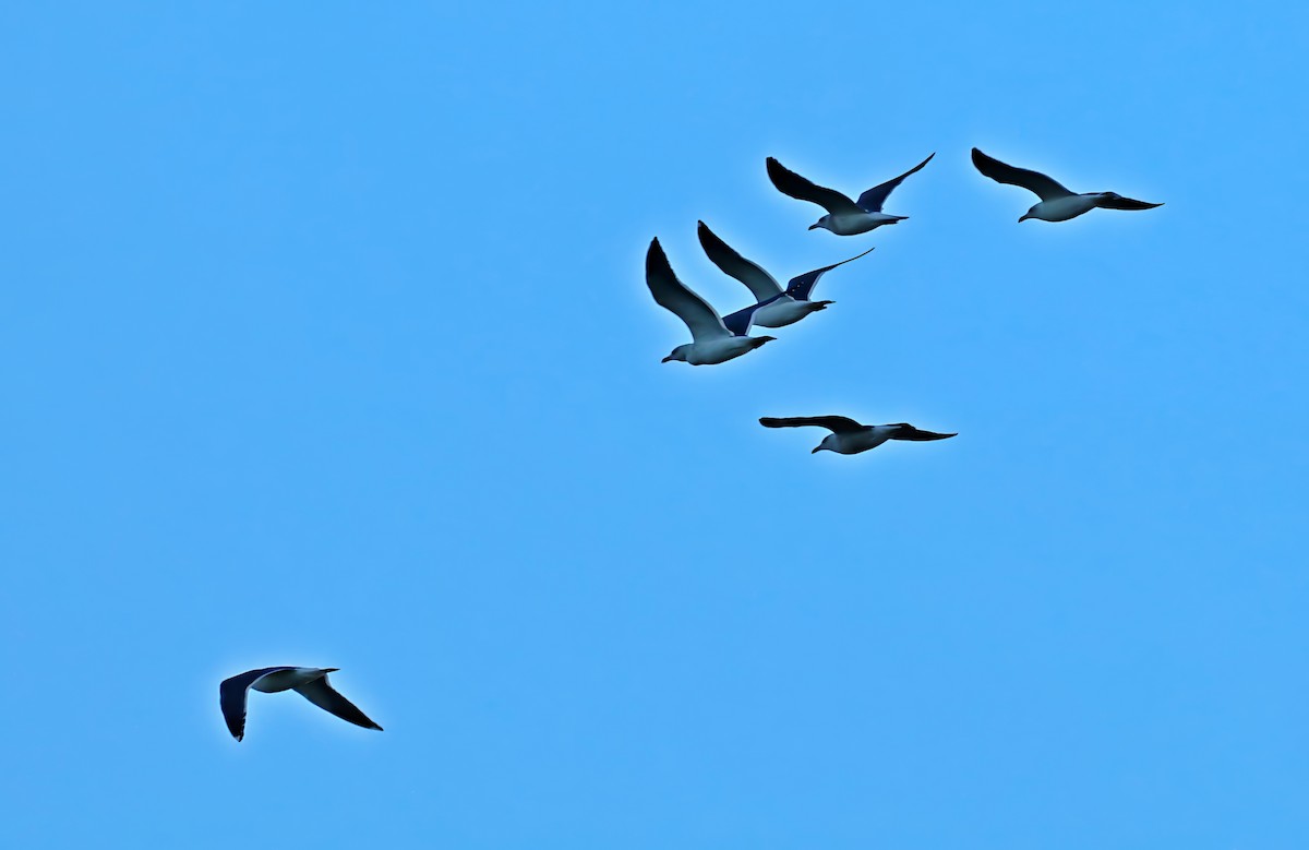 Goéland brun - ML646839277