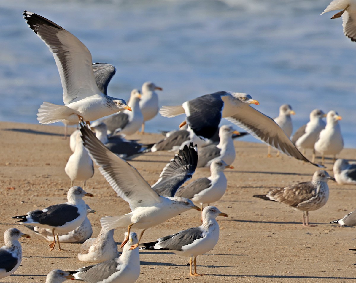 Goéland brun - ML646839278