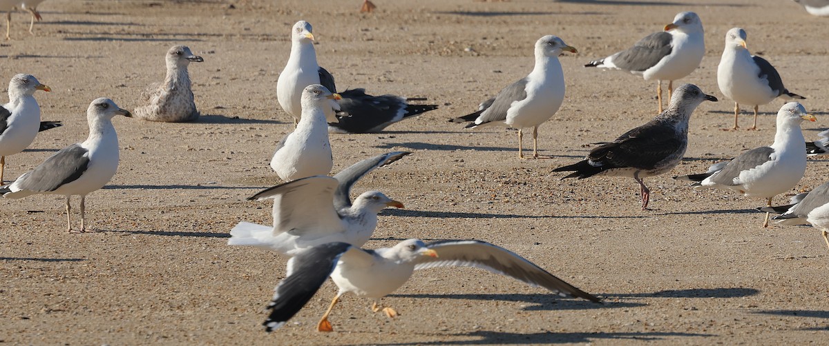 Goéland brun - ML646839279