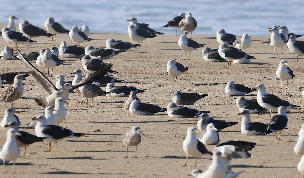 Goéland brun - ML646839280