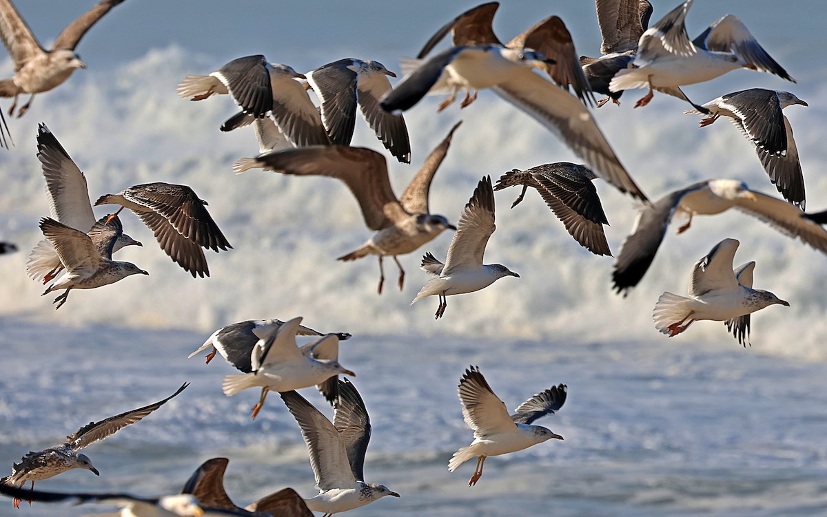 Goéland brun - ML646839281