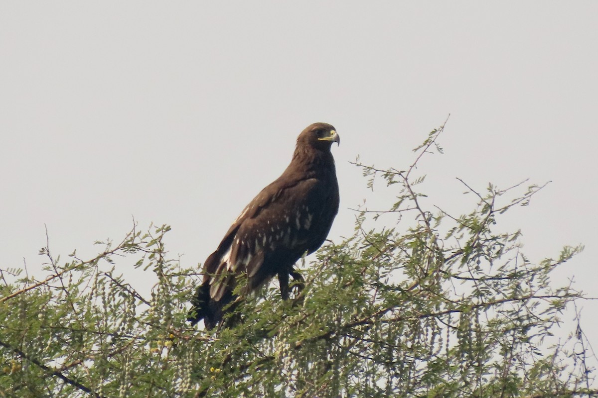 カラフトワシ - ML646839285