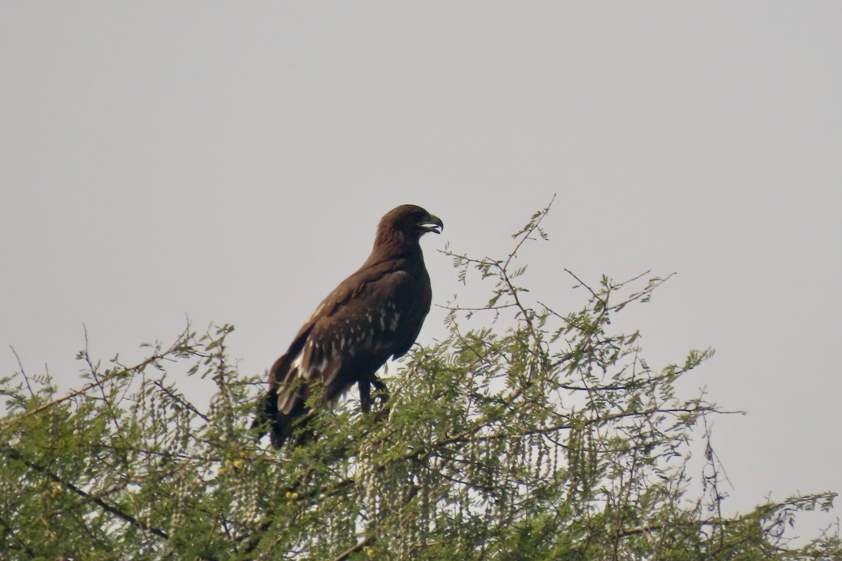 カラフトワシ - ML646839287