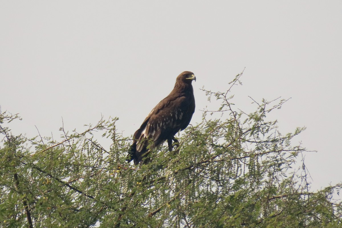 カラフトワシ - ML646839288