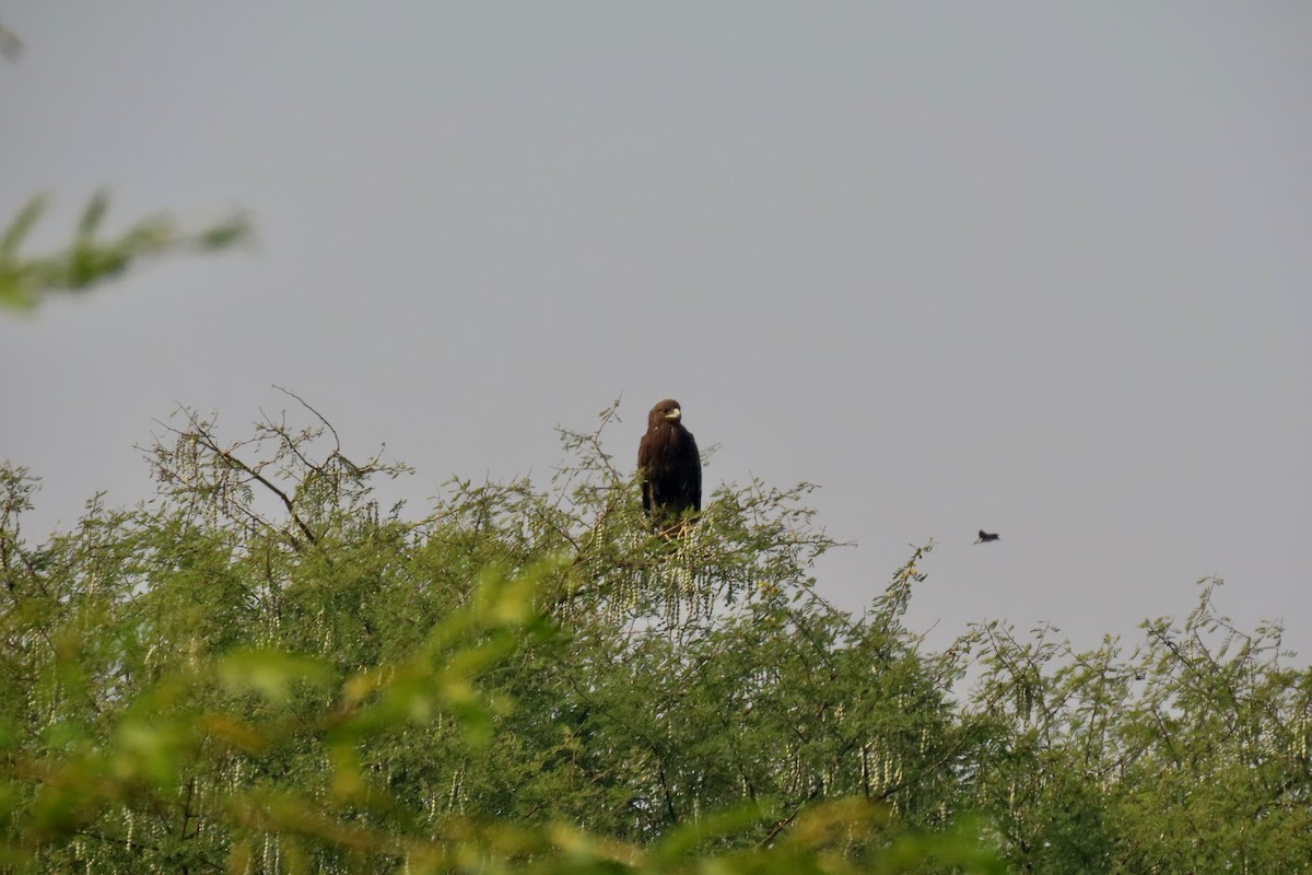 カラフトワシ - ML646839289