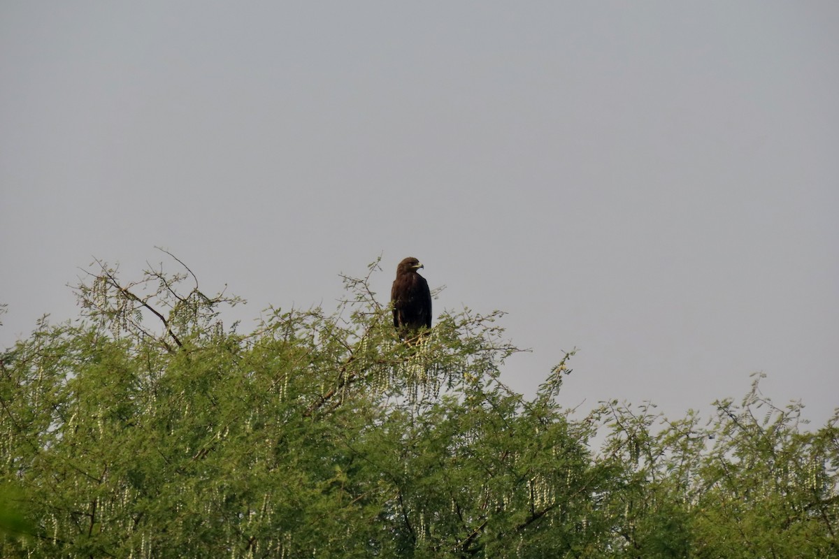 カラフトワシ - ML646839290