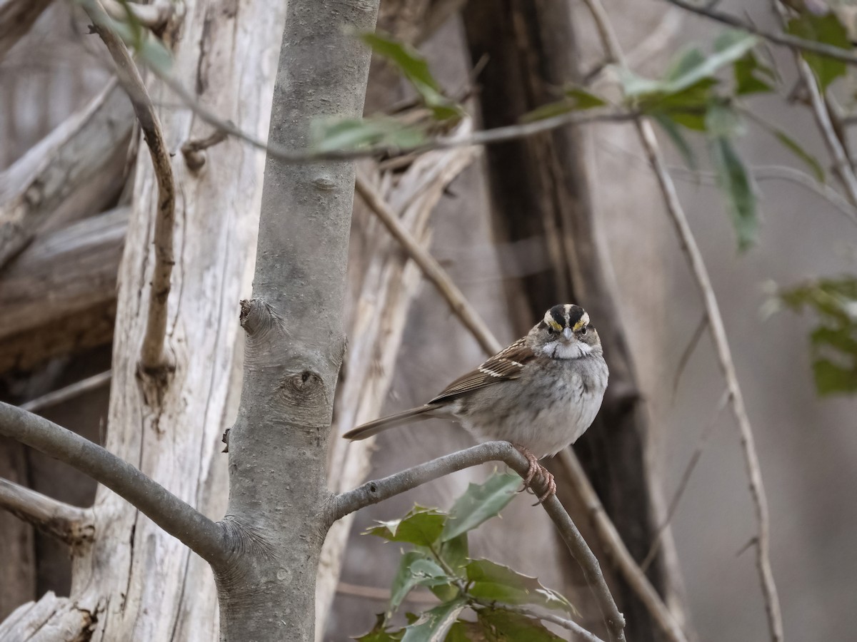 ノドジロシトド - ML646839291