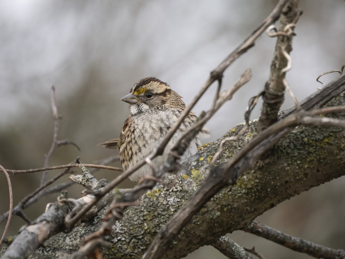 ノドジロシトド - ML646839292