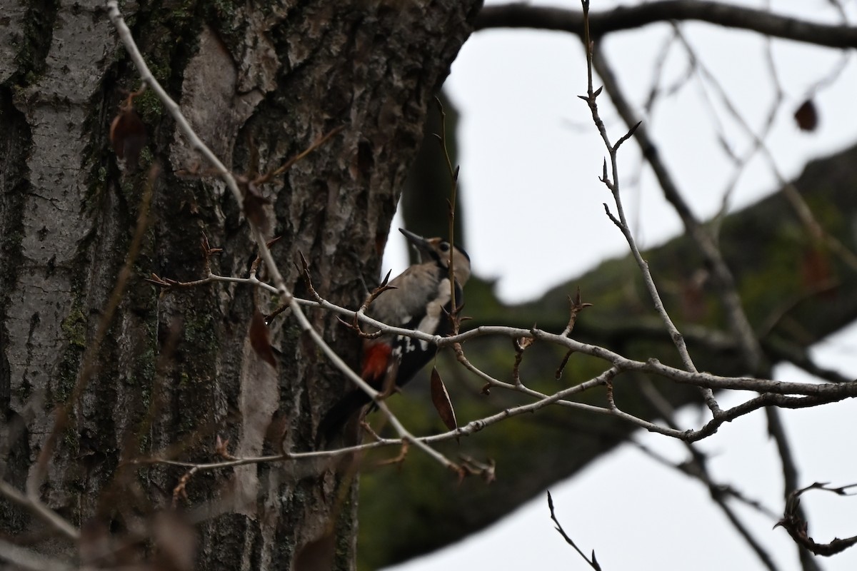 Pic syriaque - ML646839293