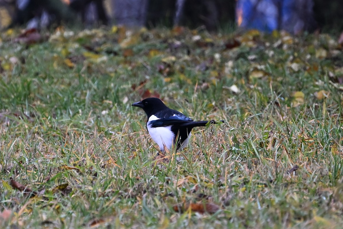 Pie bavarde - ML646839298