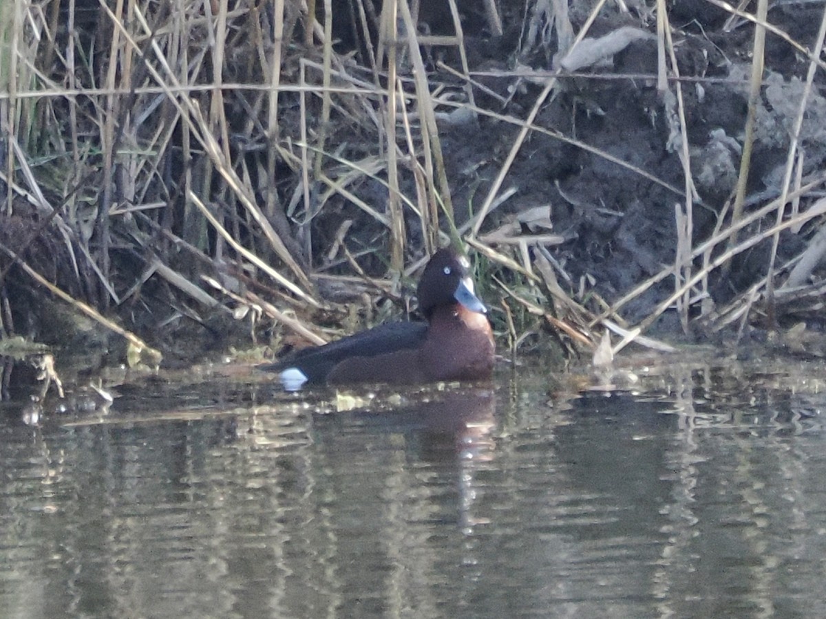 Ferruginous Duck - ML646839300