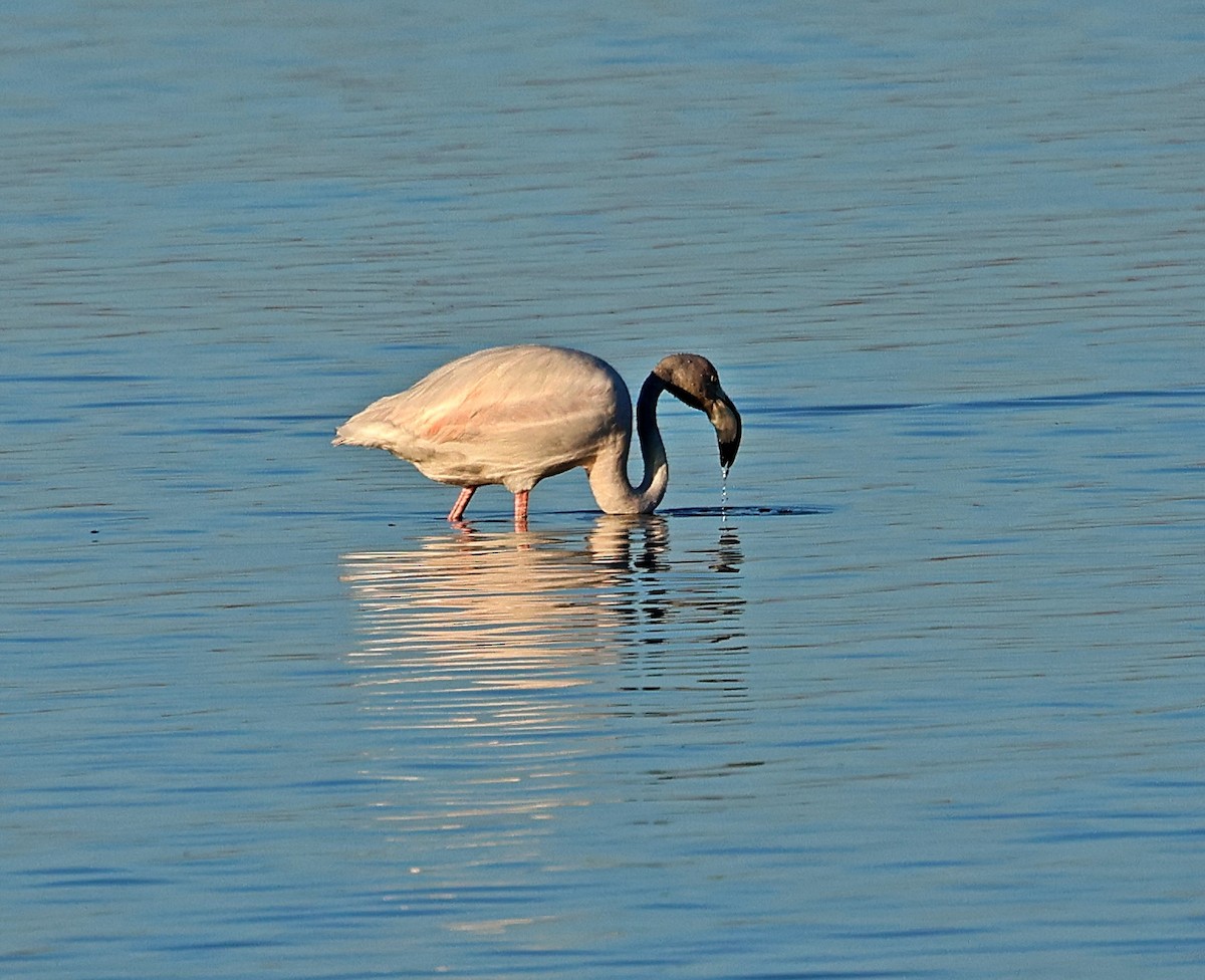 Greater Flamingo - ML646839303