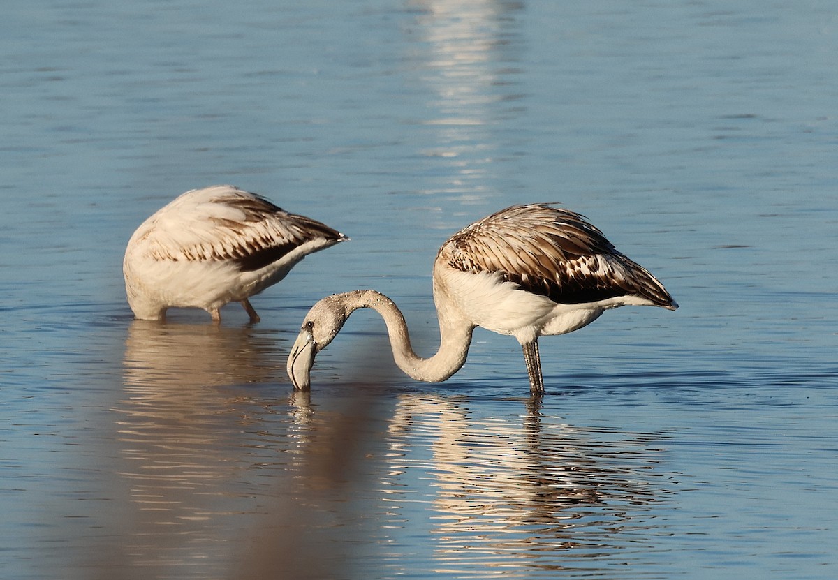 Flamant rose - ML646839304