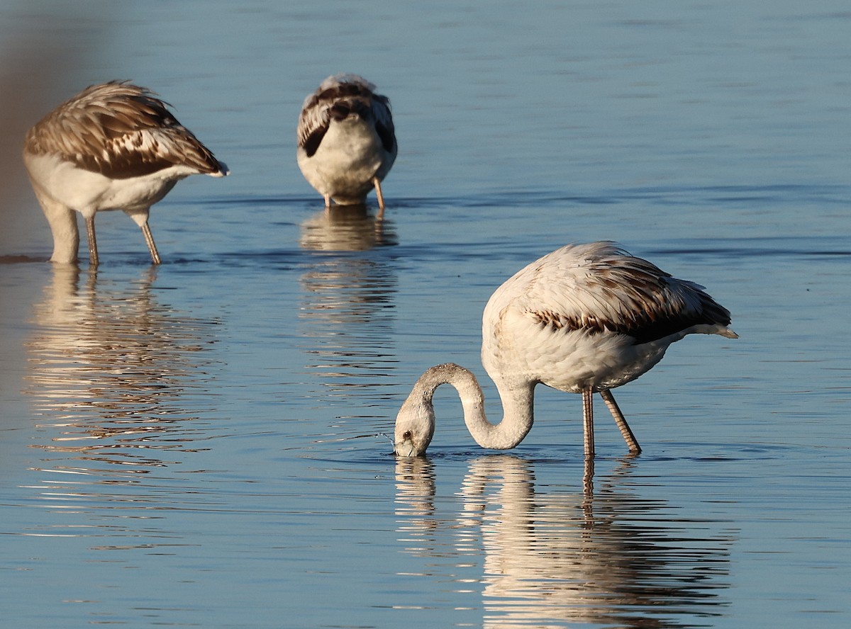 Flamant rose - ML646839305