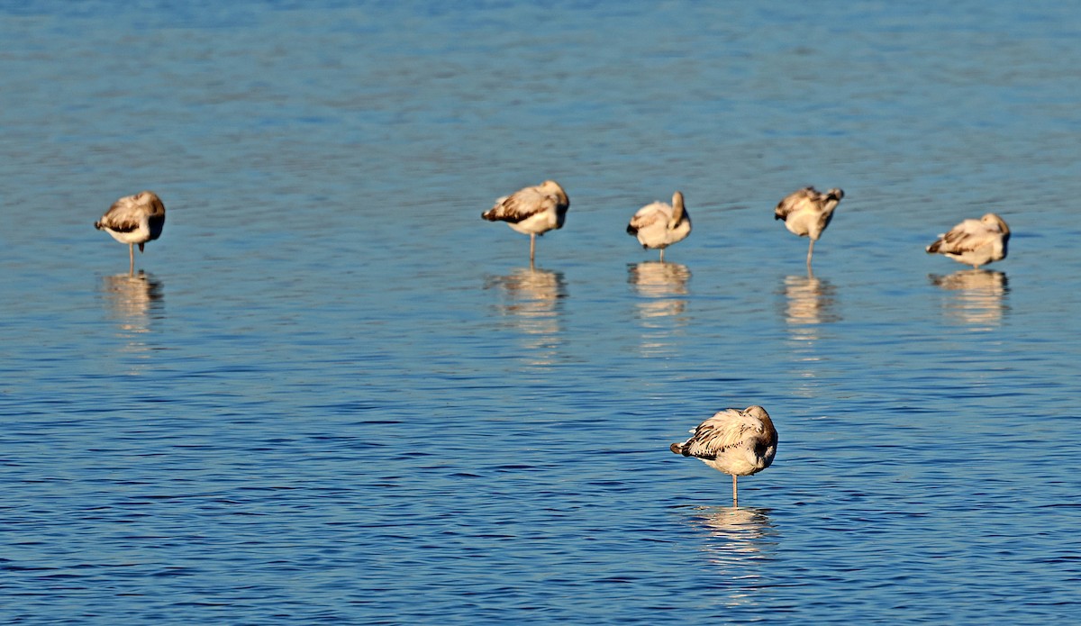 Flamant rose - ML646839306