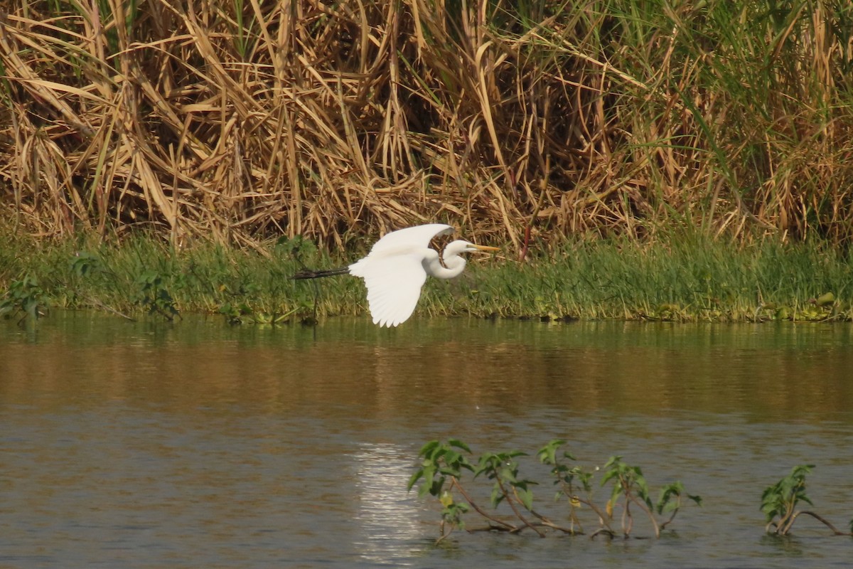 egretthegre - ML646839307