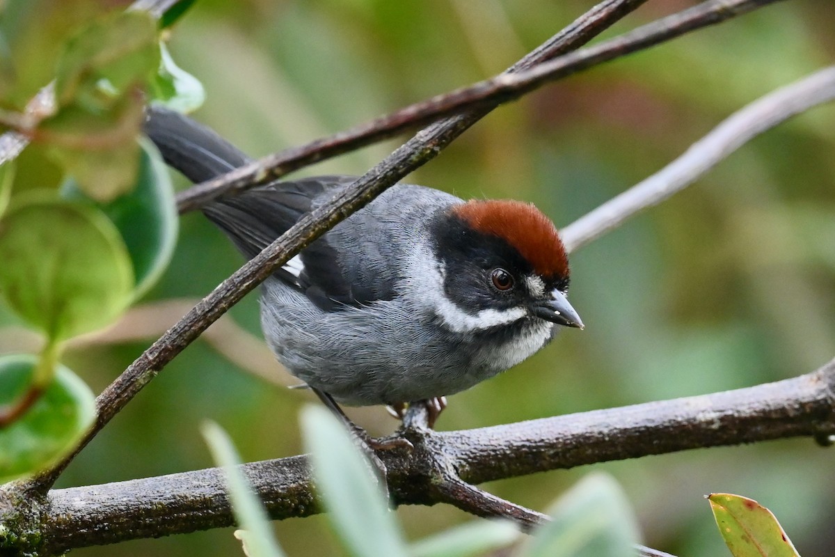 Tohi ardoisé - ML646839308