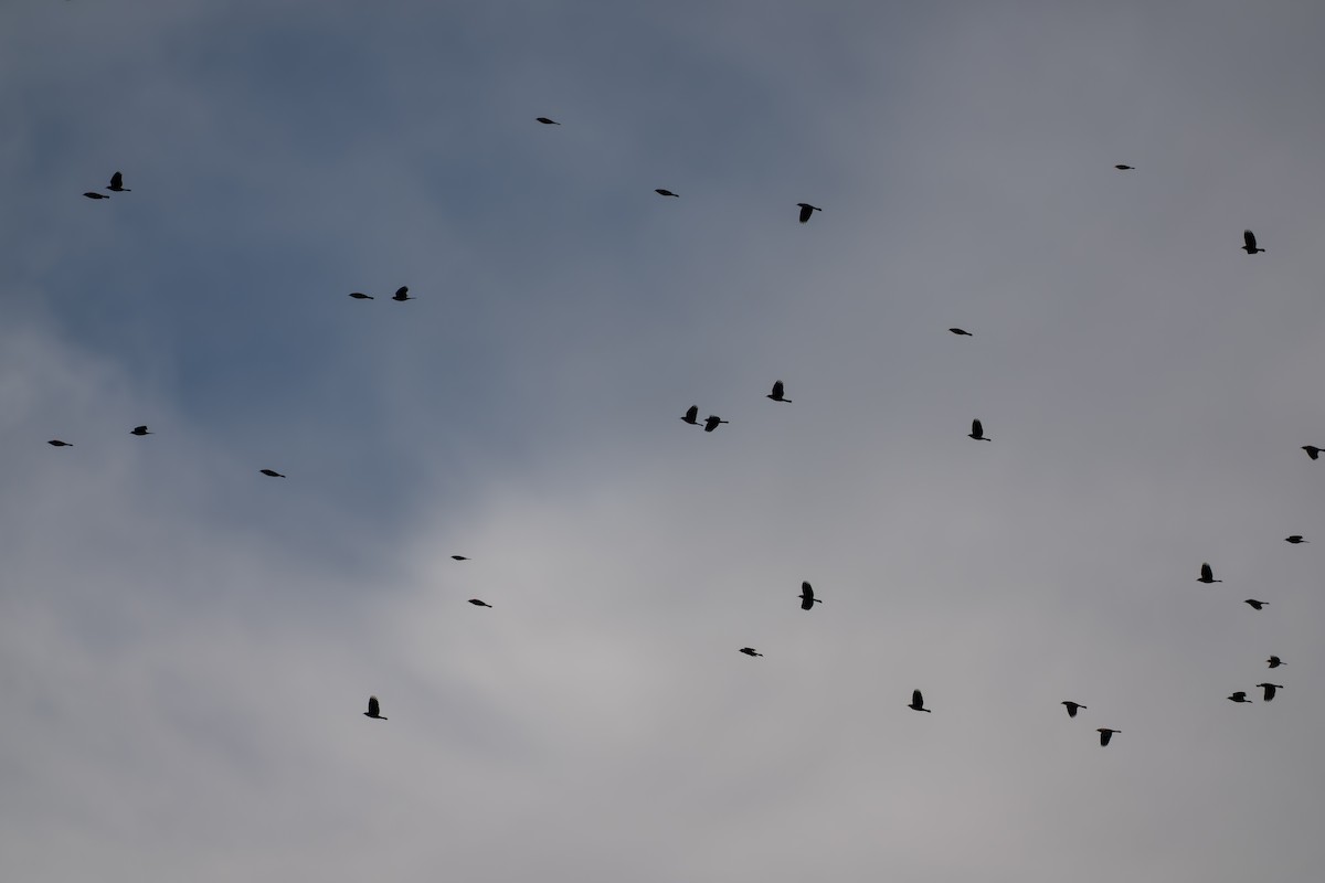 Carouge à épaulettes - ML646839310