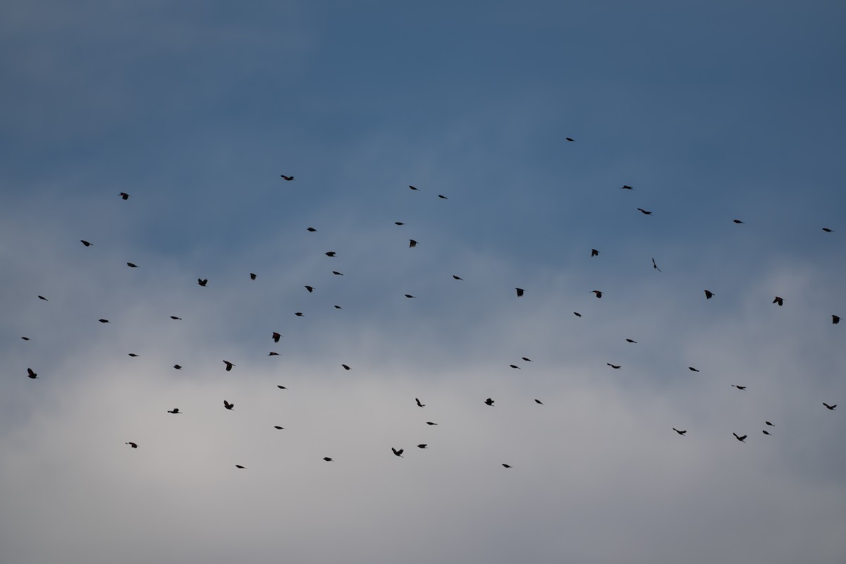 Carouge à épaulettes - ML646839311