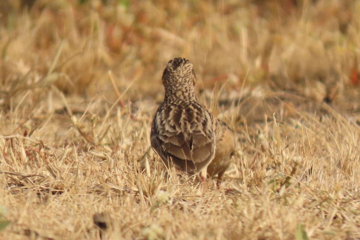 kaneltopplerke - ML646839312