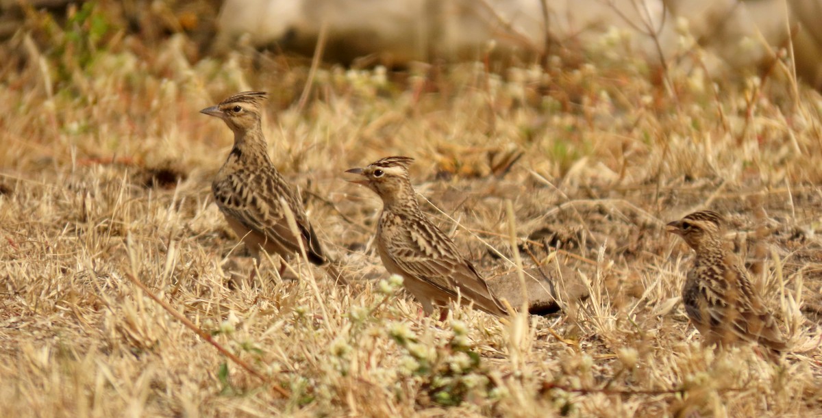 kaneltopplerke - ML646839313