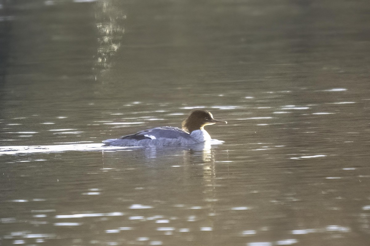 Grand Harle - ML646839314