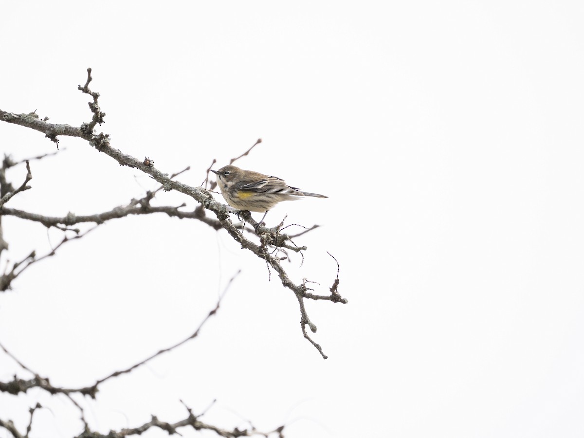 キヅタアメリカムシクイ - ML646839316