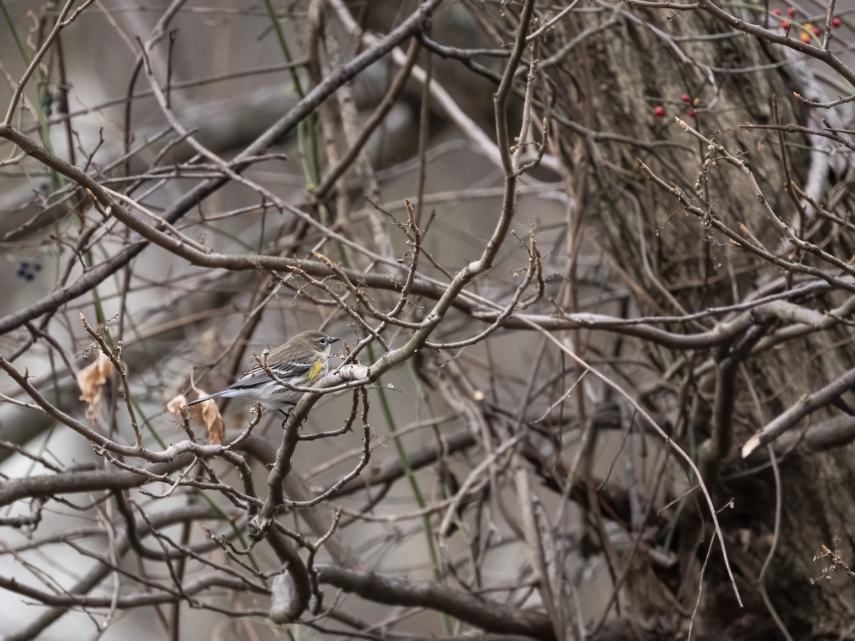 キヅタアメリカムシクイ - ML646839317