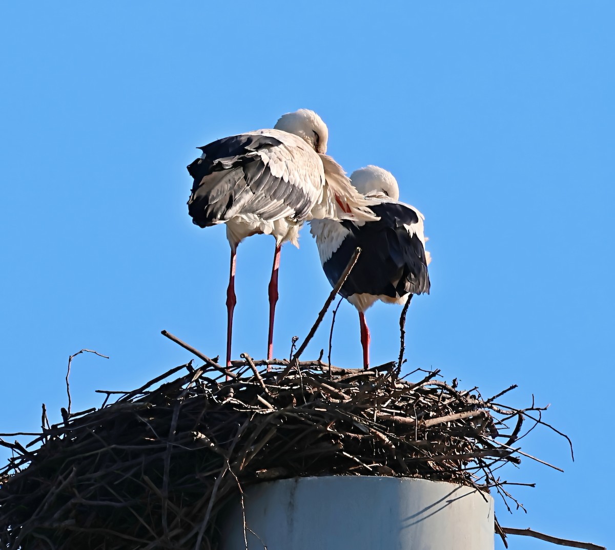 White Stork - ML646839320
