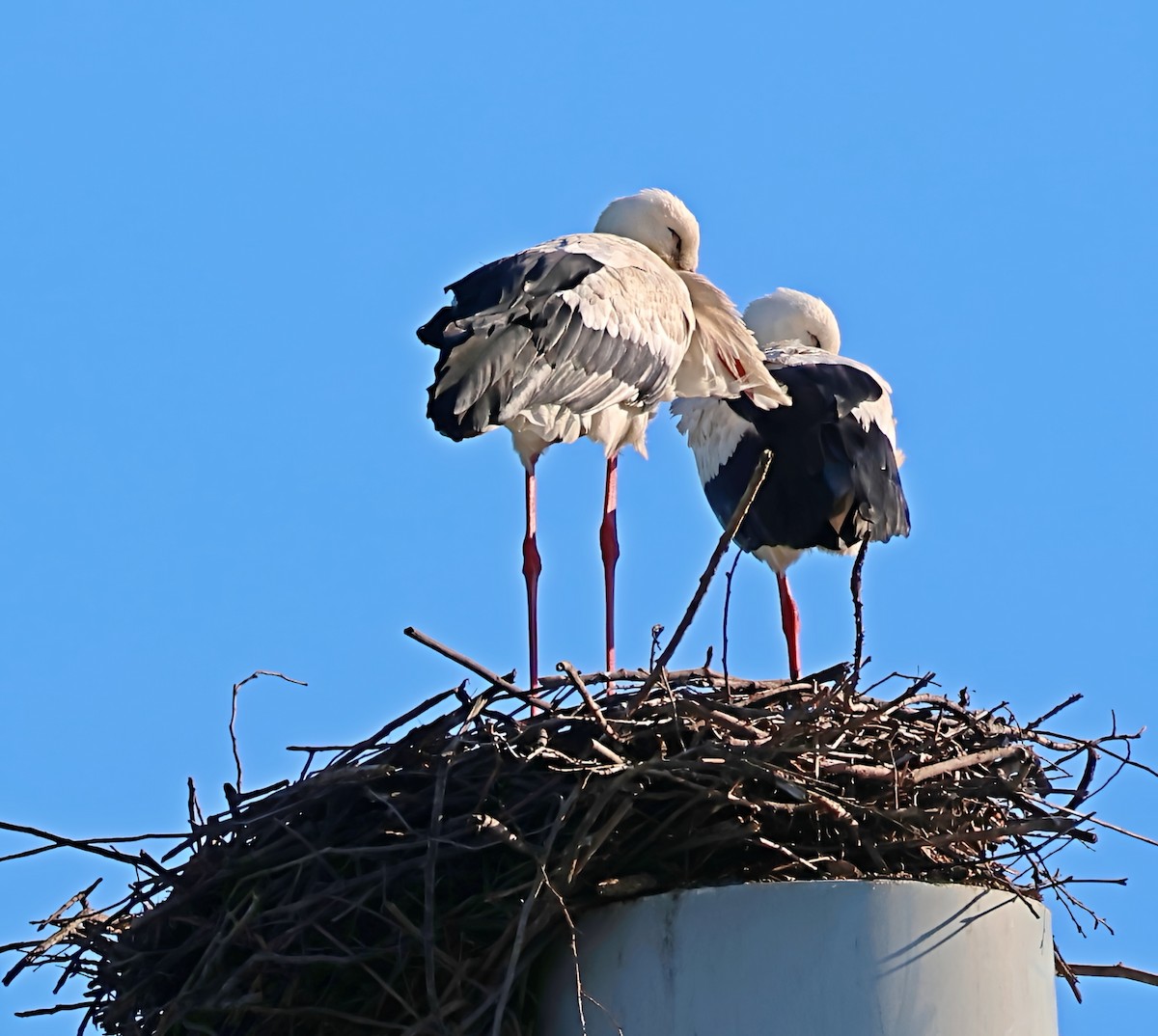 White Stork - ML646839321