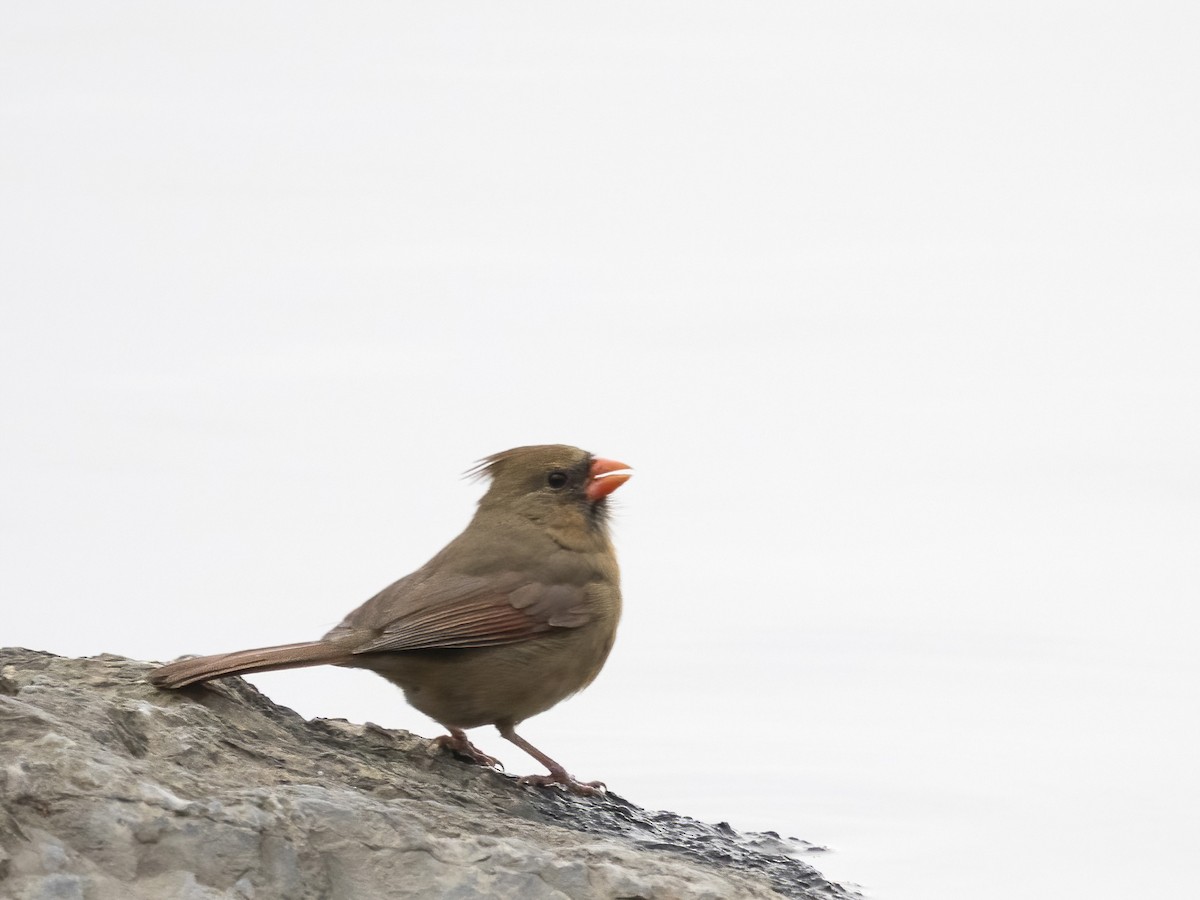 ショウジョウコウカンチョウ - ML646839338