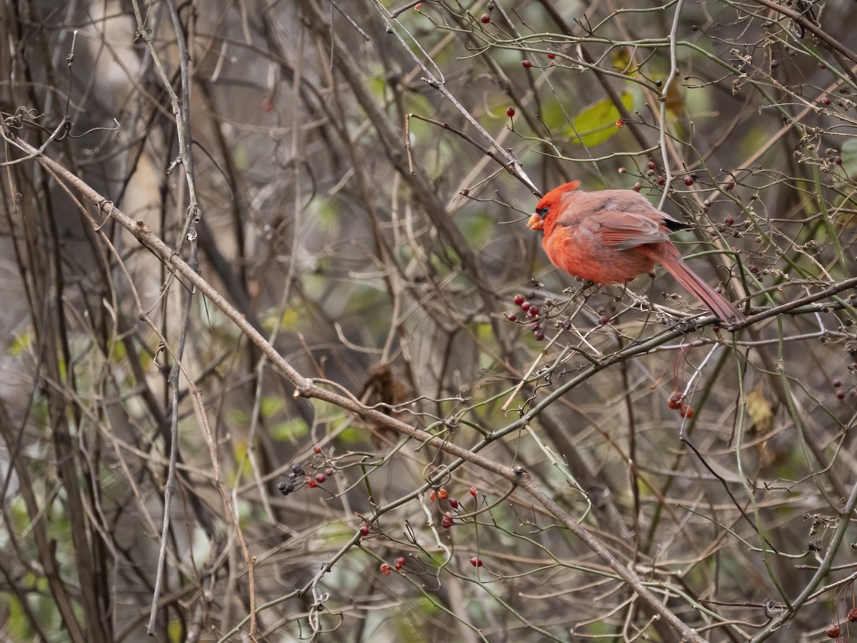 ショウジョウコウカンチョウ - ML646839339