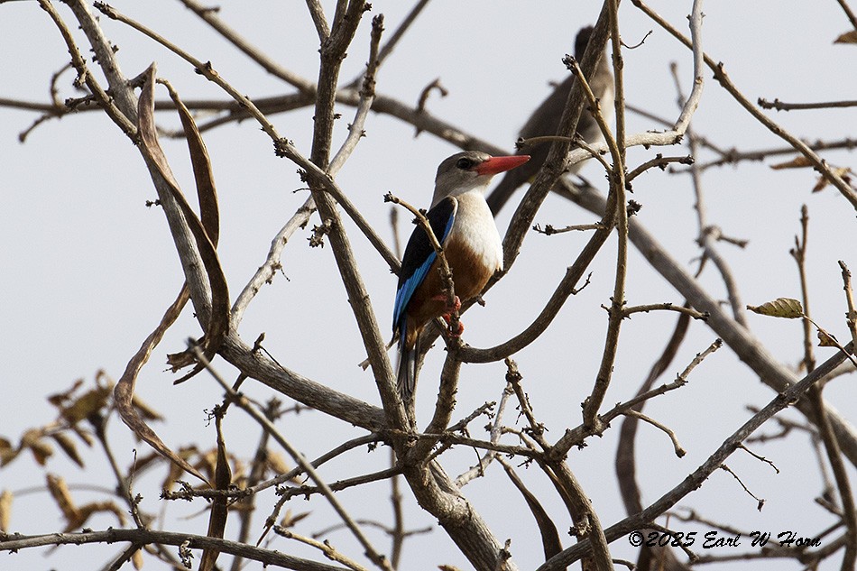 Alción Cabeciblanco - ML646839340