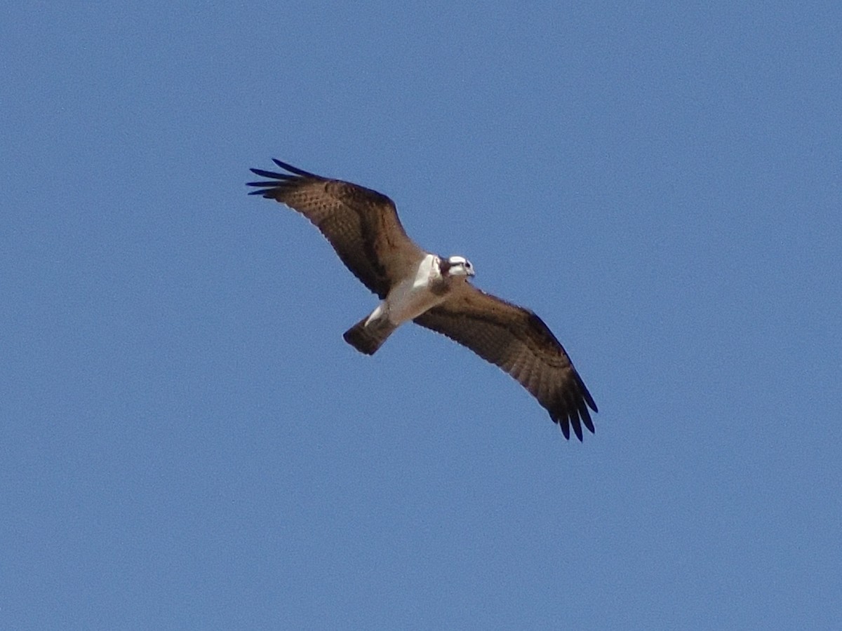Osprey - ML646839350