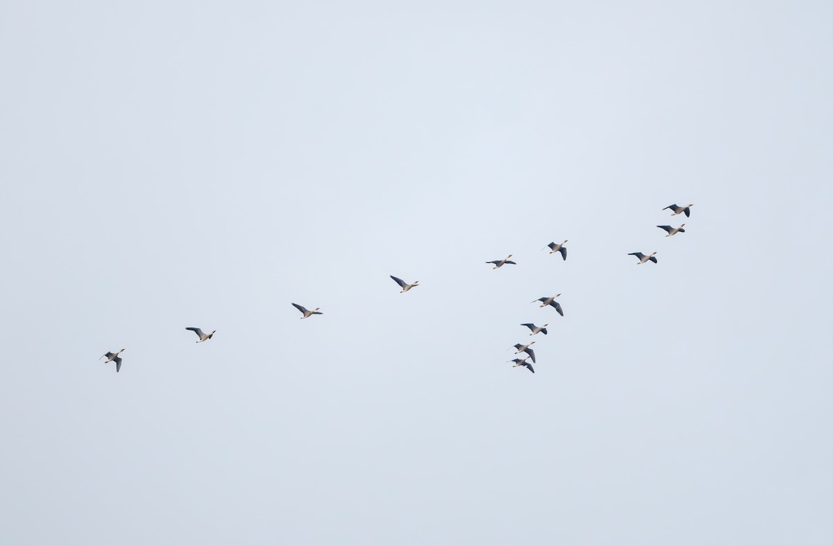 husa labutí - ML646839351