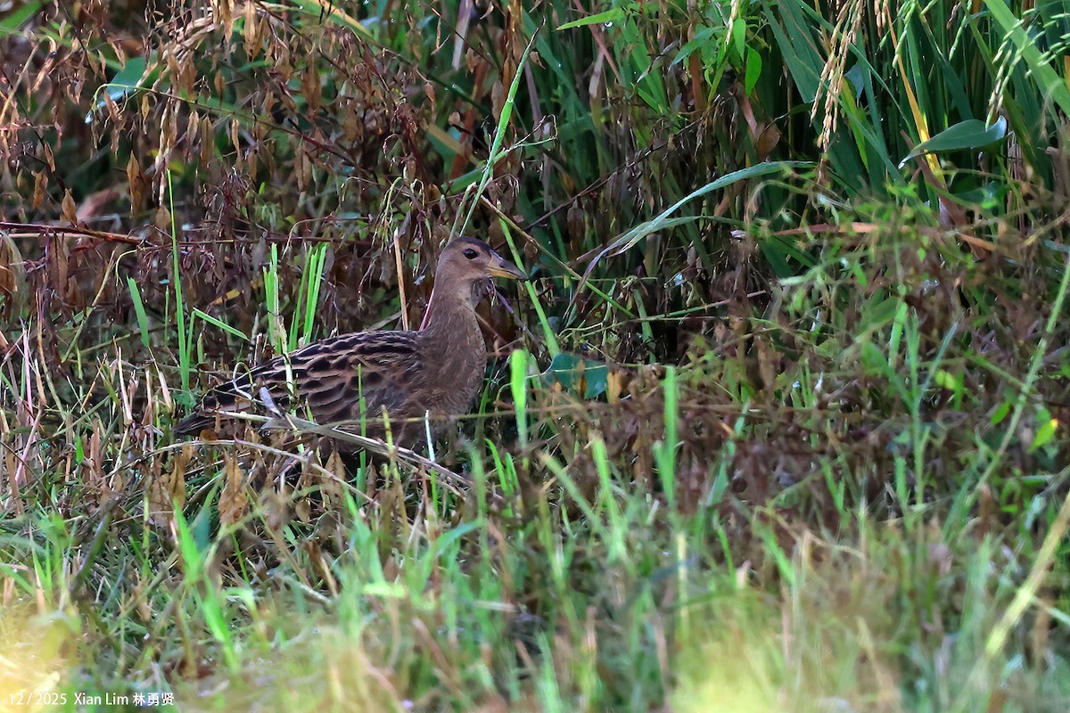 chřástal rohatý - ML646839359