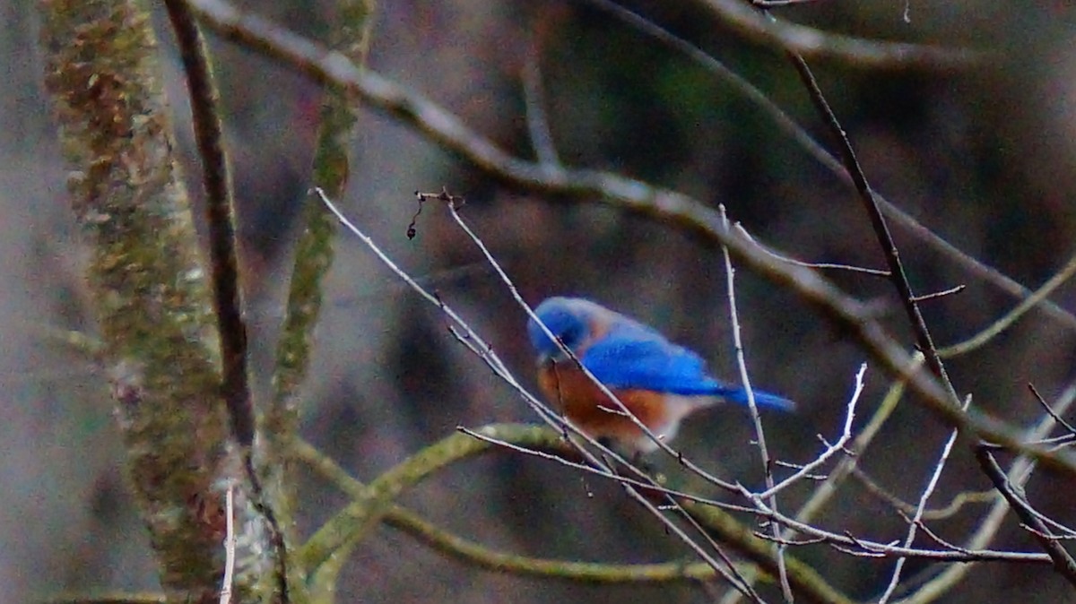 Eastern Bluebird - ML646839360