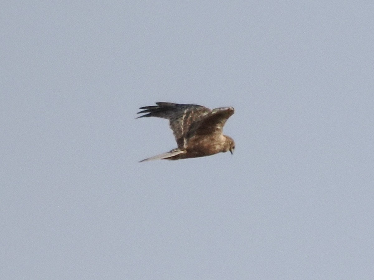 Eastern Marsh Harrier - ML646839361