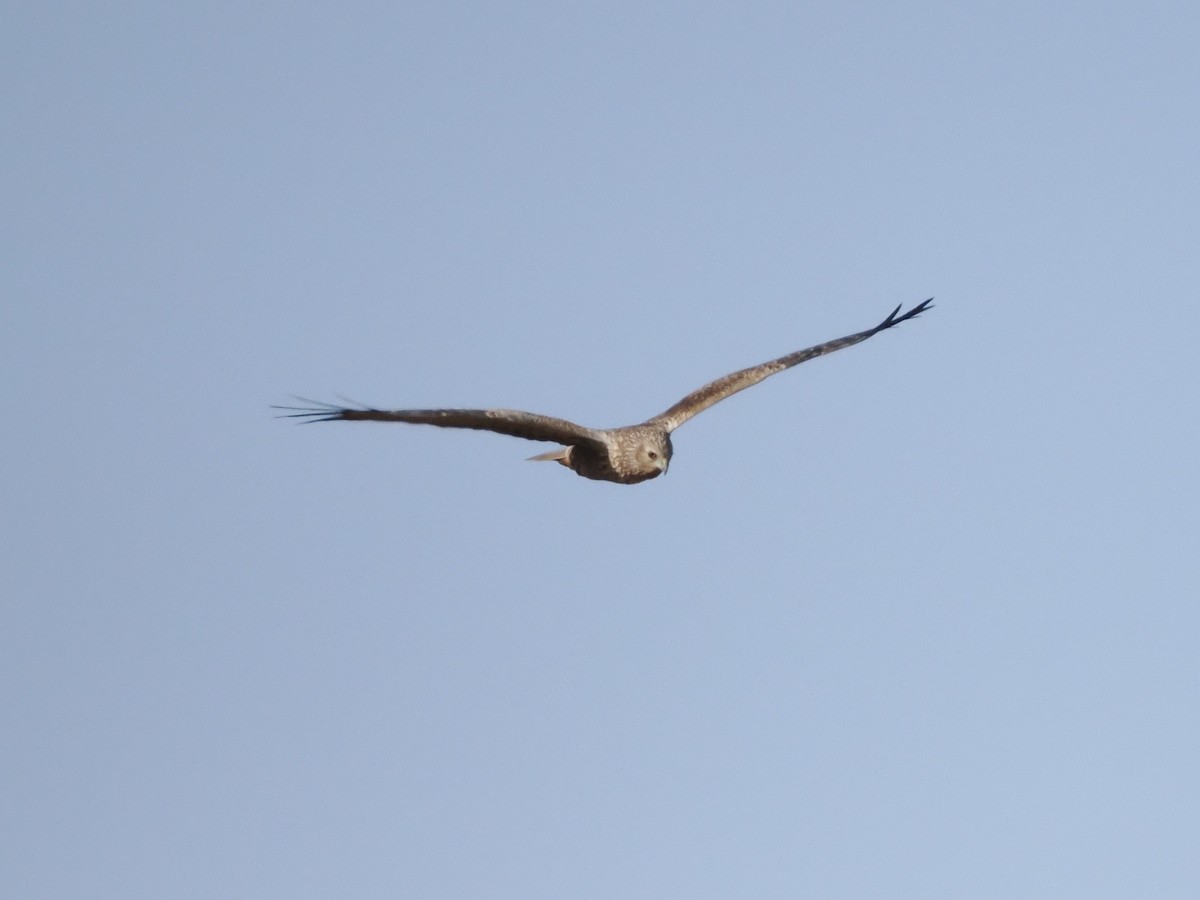 Eastern Marsh Harrier - ML646839362