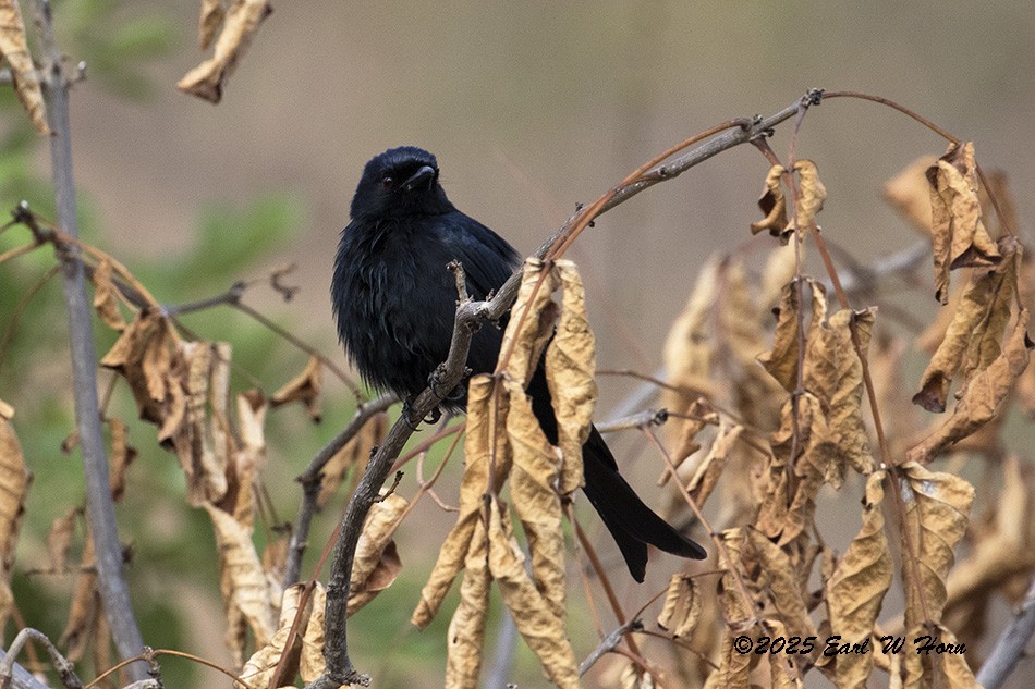 Fork-tailed Drongo - ML646839363