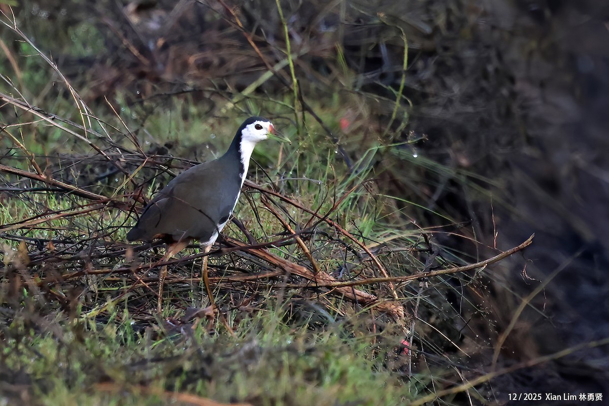 chřástal běloprsý - ML646839371