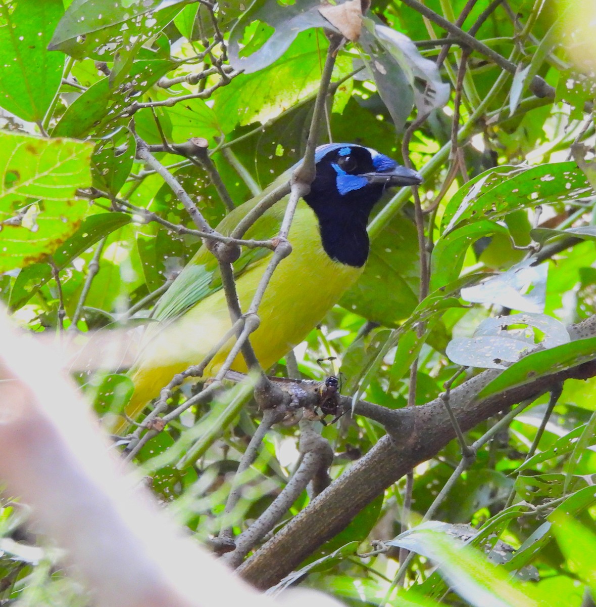Green Jay - ML646839373