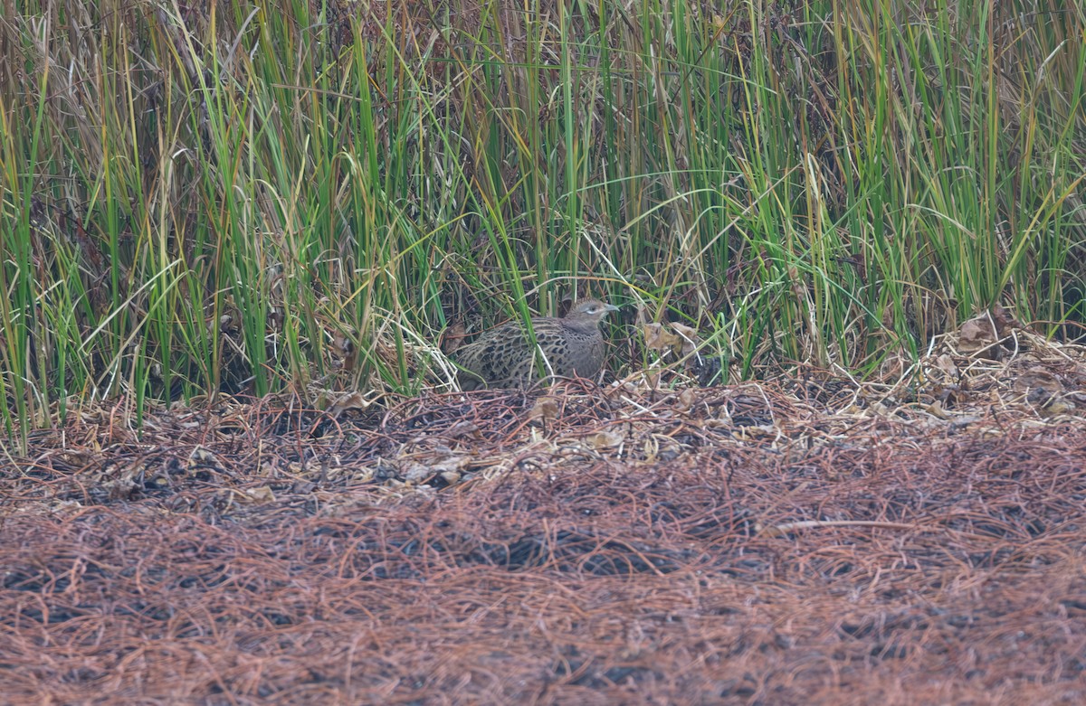 Ring-necked Pheasant - ML646839374