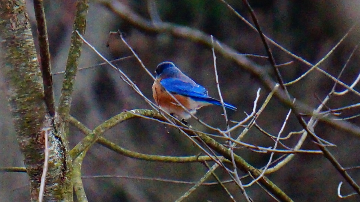 Eastern Bluebird - ML646839375