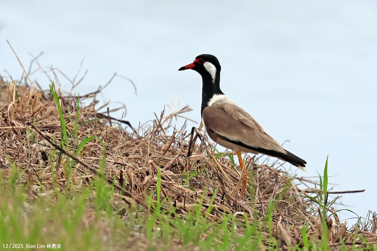 čejka černoprsá - ML646839381