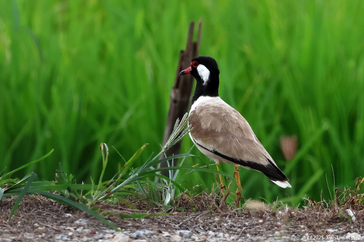 čejka černoprsá - ML646839382