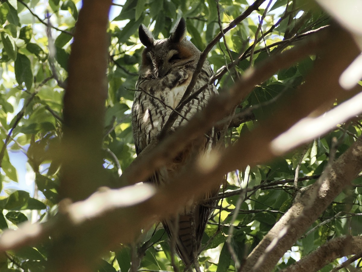 Long-eared Owl - ML646839388