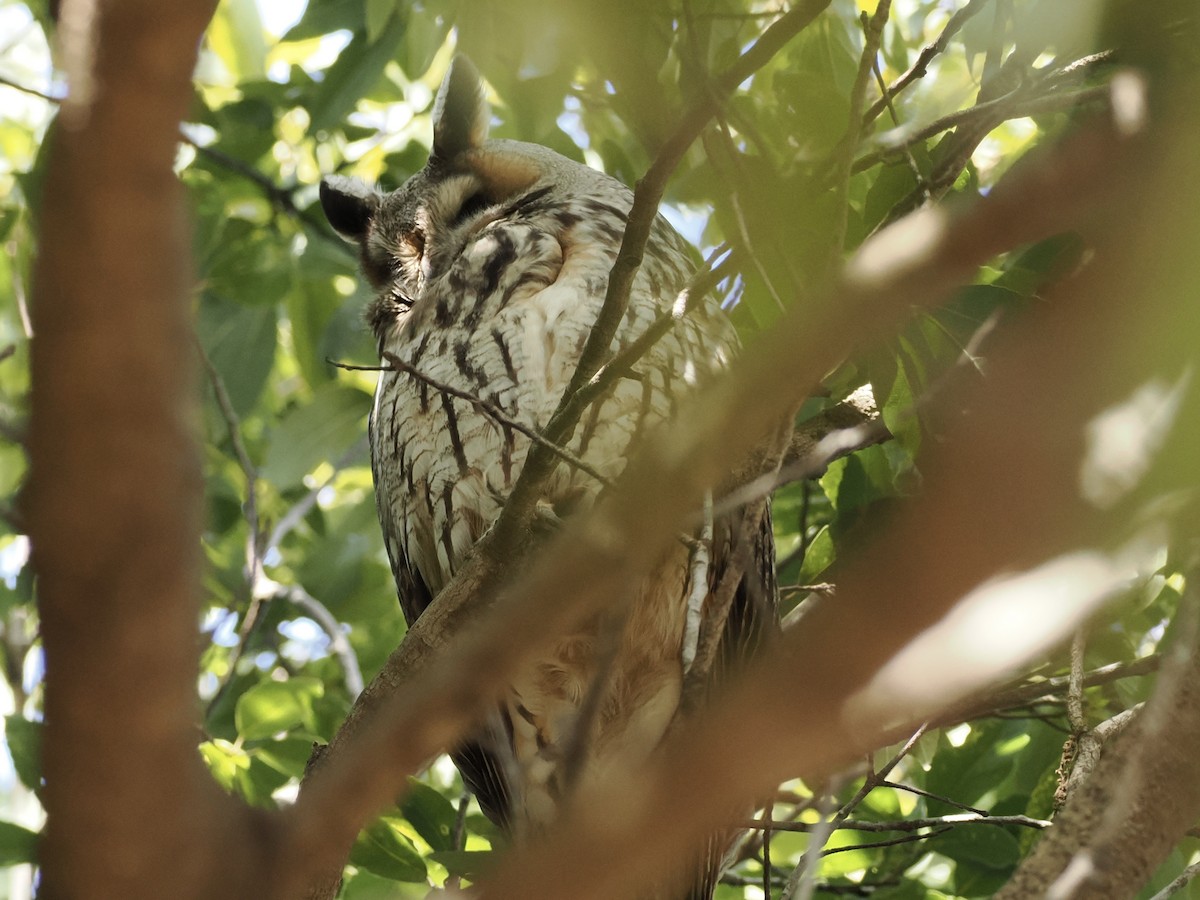 Long-eared Owl - ML646839389